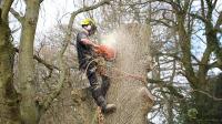 Myers Tree Services image 2